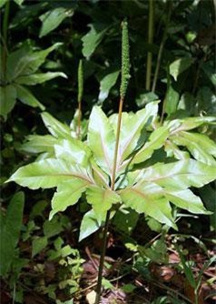 Điều ít người biết về cây sâm bòng bong của Việt Nam