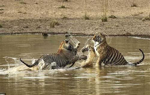 Hai anh em nhà hổ tranh giành khốc liệt miếng mồi ngon