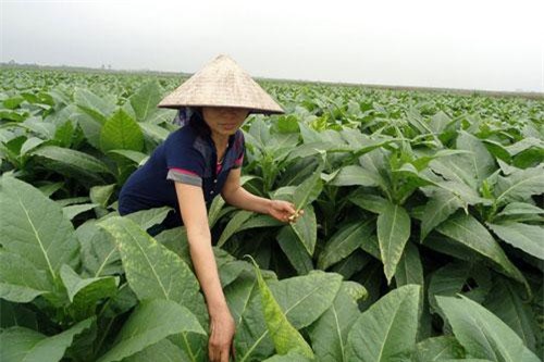 Khám phá quy trình chế biến thuốc lào Tiên Lãng