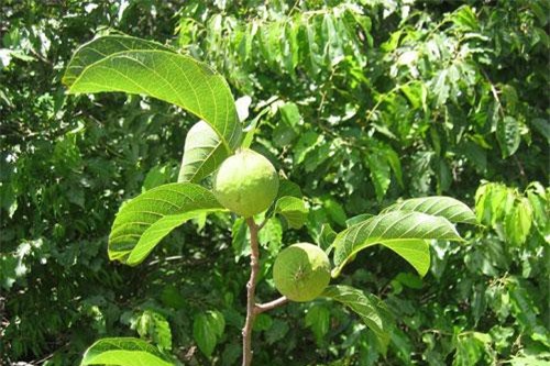 Khiếp sợ loài cây độc giết người trong 7 bước đi của Việt Nam