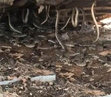 Khoan sàn, đột nhiên phát hiện 'quái thú' và sự thật kinh khiếp