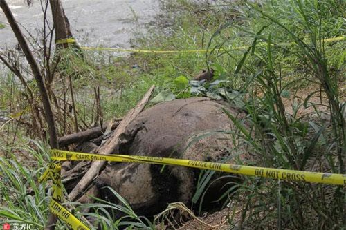 Kinh hãi voi hoang dã bị giết hại dã man và cắt ngà