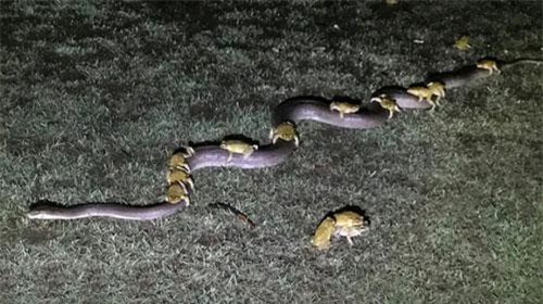 Lạ kỳ gia đình ếch lũ lượt 'cưỡng yêu' trăn khổng lồ?