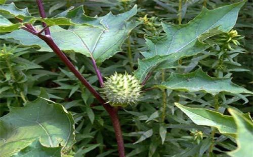 Ngắm loài cỏ dại của quỷ chứa độc gây chứng sợ ánh sáng