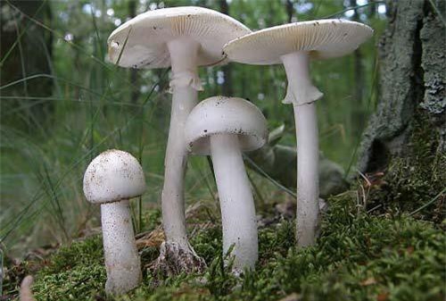 Ngắm nghía loài 'nấm thần chết' ở Việt Nam