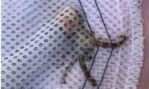 Nhặt vỏ sò ở biển, mang cả 'tử thần' về nhà