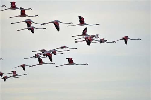 Những khoảnh khắc 'hiếm có khó tìm' trong thế giới tự nhiên