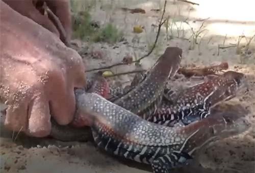 Ninh Thuận: làm giàu từ con dông trên đất cằn