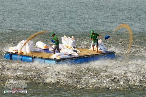 Nuôi cá tra chất lượng phục vụ xuất khẩu
