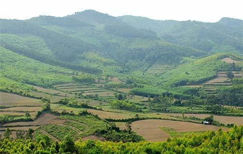 Quảng Bình: Loài sâm quý tiến vua hoa rực rỡ ẩn mình nơi đỉnh Chóp Chài