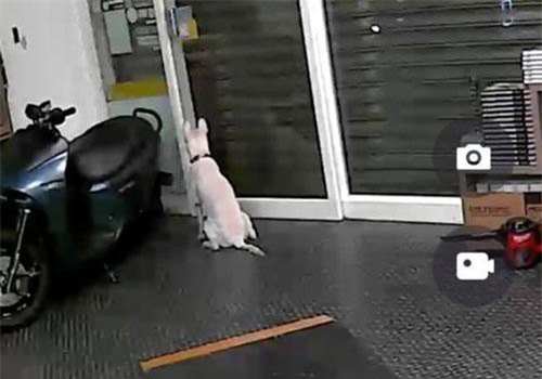 Rơi nước mắt phát hiện điều bất ngờ về chó cưng