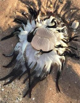 Sự thực về sinh vật quái dị hệt ngoài hành tinh ở Úc