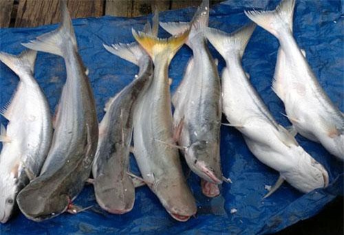 TP. HCM: Nuôi loài cá sợ bùn, cứ nghe có bão là bỏ ăn, bán đắt tiền