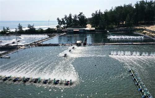 Thừa Thiên - Huế: Nguy cơ gây ô nhiễm biển từ nuôi tôm