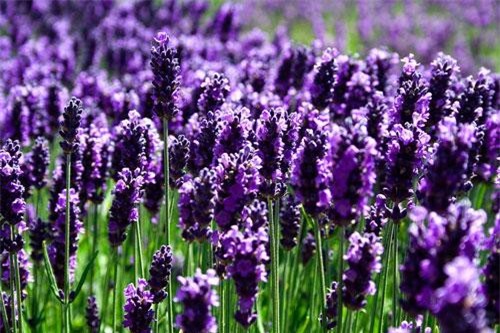 Tìm hiểu loài hoa được nữ hoàng Cleopatra dùng làm 'bùa yêu'