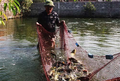 Trên vùng đất cát và 'khát' vẫn nuôi được 10 tấn cá lóc, cá rô