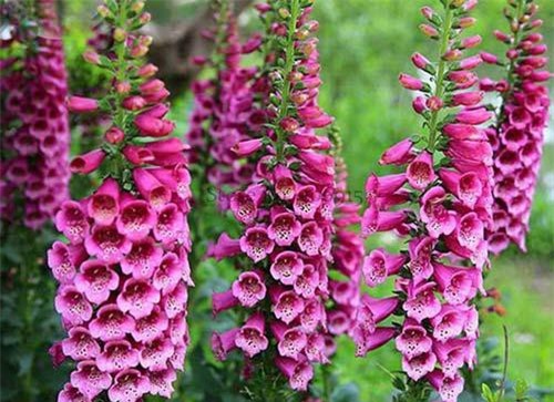 Vẻ đẹp lung linh loài hoa mõm sói chứa độc toàn thân