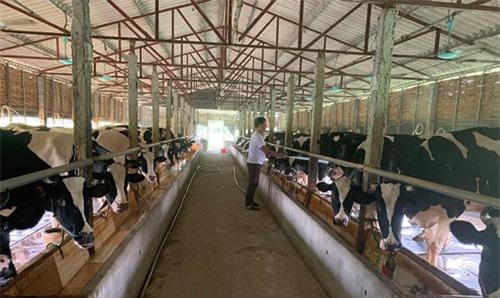 Vĩnh Phúc: Liên kết nuôi bò sữa, quê nghèo đổi đời