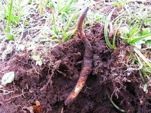 60 triệu một lạng đông trùng hạ thảo: 'Siêu thần dược' có tác dụng gì?