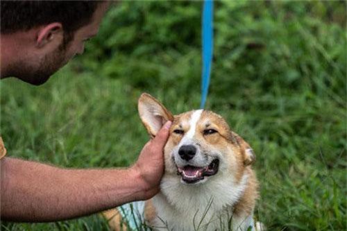 Bạn muốn sống lâu hơn? Các nhà khoa học gợi ý hãy nuôi chó