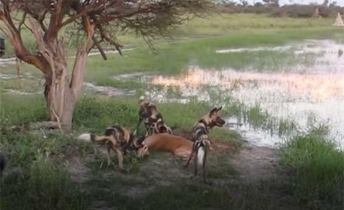 CLIP: Chó hoang giết chết linh dương đầy tàn độc