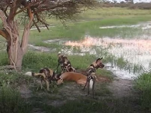 CLIP: Chó hoang giết chết linh dương đầy tàn độc