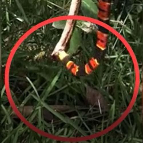 CLIP: Đang nuốt chửng đồng loại, rắn san hô bị kẻ lạ mặt tấn công