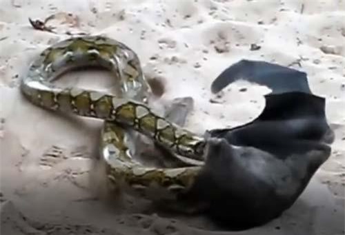 CLIP: Trăn 'khủng' đụng độ dơi 'khổng lồ' và cái kết không ngờ