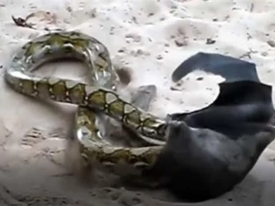 CLIP: Trăn 'khủng' đụng độ dơi 'khổng lồ' và cái kết không ngờ