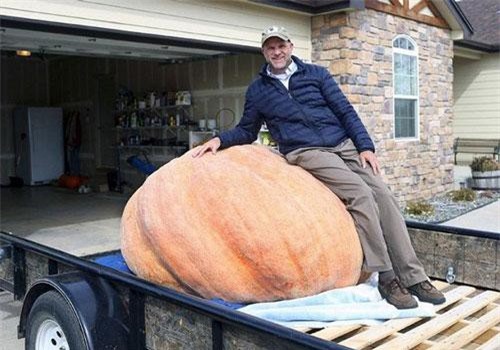 'Choáng' với quả bí ngô siêu nặng, gấp 7 lần con voi mới sinh