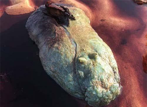 Dạo biển tưởng gặp báu vật giá trị không ngờ là sinh vật cực độc