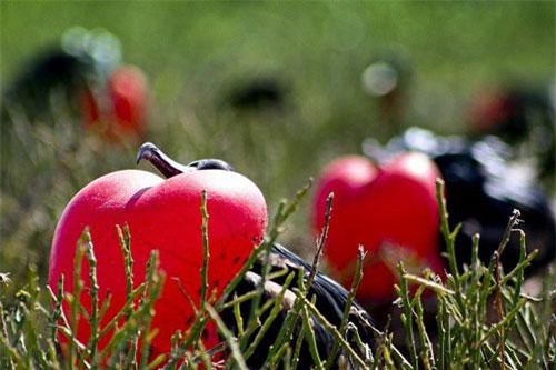 Điểm những cách yêu lạ độc không ngờ của động vật