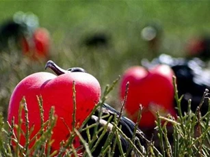 Điểm những cách yêu lạ độc không ngờ của động vật