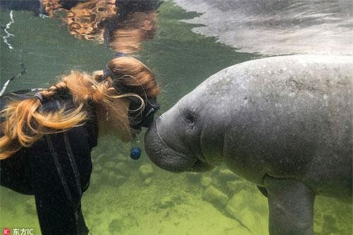 Độc đáo nhiếp ảnh gia chạm trán bất ngờ với 'mỹ nhân ngư'