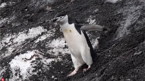 Đường trơn, dốc, cánh cụt cố giữ hình tượng cực đáng yêu