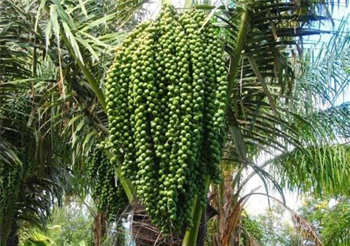 Gia Lai: Kỳ lạ loài cây 10 năm mới cho trái, rắn hay nằm, người hay ăn