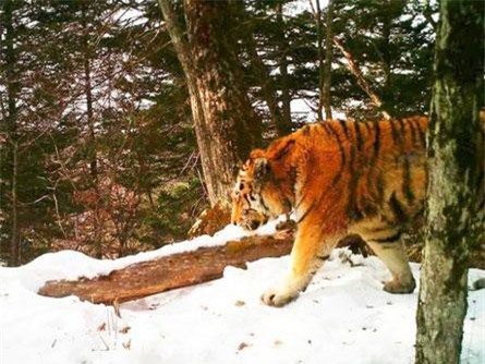 Hổ dữ bị thương, tìm đến đồn biên phòng cầu cứu con người