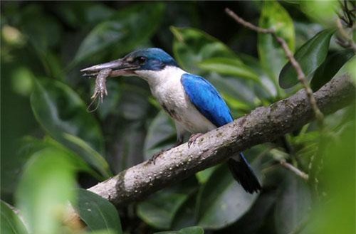 Khám phá loài chim mắt tinh lạ, thường thấy ven biển Việt Nam