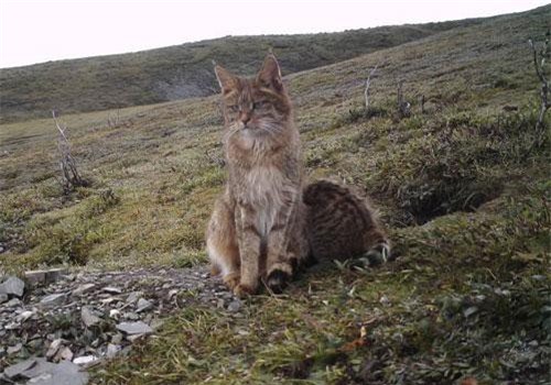 Khám phá thú vị loài mèo quý hiếm, đặc hữu của Trung Quốc