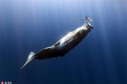 Kịch tính cảnh cá nhà táng coi thợ lặn như quả bóng