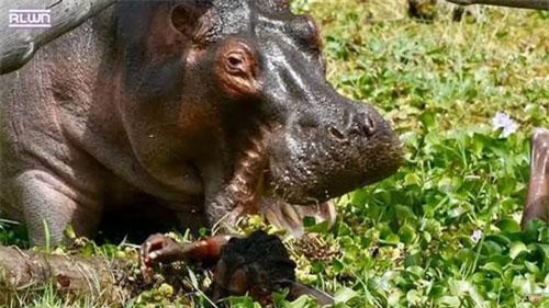 Kinh hoàng hà mã gần 2 tấn giương răng nhọn hoắt cắn người