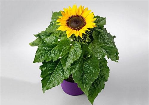 Kỹ thuật trồng và chăm sóc hoa hướng dương cho tổ ấm thêm hương sắc