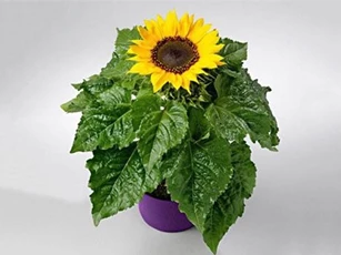 Kỹ thuật trồng và chăm sóc hoa hướng dương cho tổ ấm thêm hương sắc