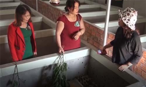 Quảng Ngãi: 'Làm chơi ăn thật', thu nhập cao từ nghề nuôi dế