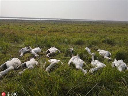 Rợn người diệc trắng, cò quý hiếm bị đầu độc hàng loạt