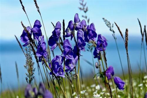 Sự thật hãi hùng loài cây 'nữ hoàng độc dược' đẹp ma mị