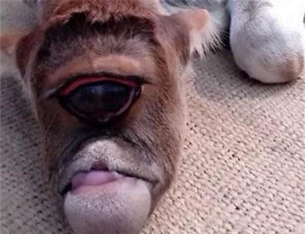 Sửng sốt bê một mắt khổng lồ cực dị biệt