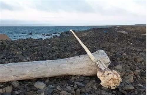 Tìm thấy sừng kỳ lân biển dài 3m nguyên vẹn ở hòn đảo Bắc cực