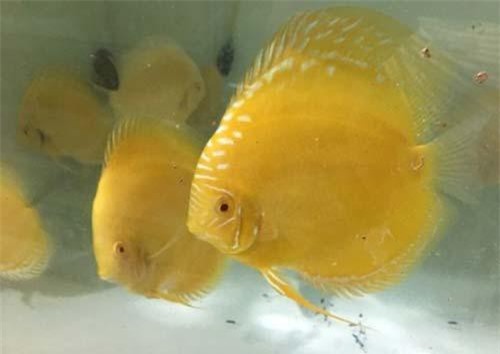 Trai Sài thành nuôi cá dĩa bán sang Tây, có cặp giá như vàng