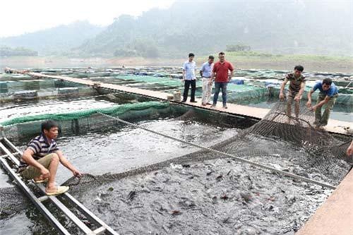 Tuyên Quang: Hướng làm giàu từ cá đặc sản